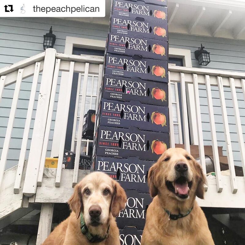 Golden retrievers on the patio at CR Coffee Magazine Street