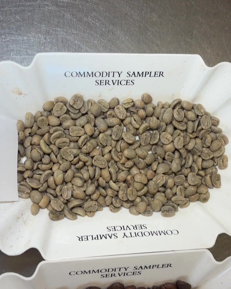 Green and roasted coffee samples laid out side by side in white trays from Commodity Sampler Services, ready for comparison